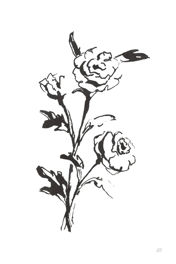 Line Ranunculus II by Chris Paschke. SKU 64181h. Archival Giclee Fine art print for wall decor.