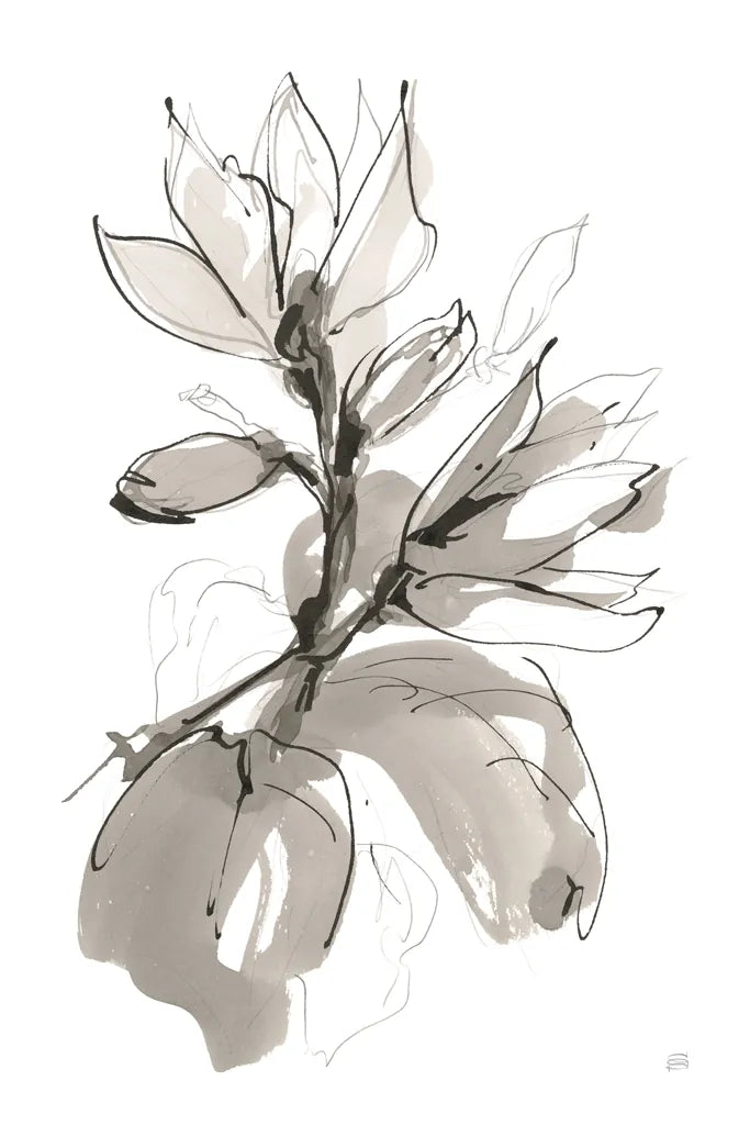 Magnolia I by Chris Paschke. SKU 74366h. Archival Giclee Fine art print for wall decor.