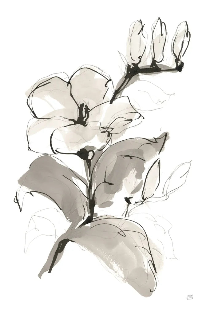 Magnolia II by Chris Paschke. SKU 74367h. Archival Giclee Fine art print for wall decor.