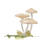 Mellow Mushrooms I by Chris Paschke. SKU 84539a. Archival Giclee Fine art print for wall decor.