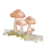 Mellow Mushrooms II by Chris Paschke. SKU 84540a. Archival Giclee Fine art print for wall decor.