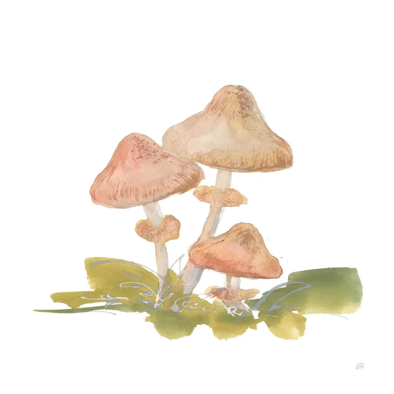 Mellow Mushrooms V by Chris Paschke. SKU 84543a. Archival Giclee Fine art print for wall decor.