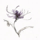 Midnight Mum II by Chris Paschke. SKU 91435a. Archival Giclee Fine art print for wall decor.