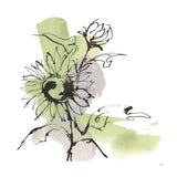 Organic Sunflower II by Chris Paschke. SKU 85774a. Archival Giclee Fine art print for wall decor.