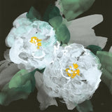 Peonies on Black II by Chris Paschke. SKU 80808a. Archival Giclee Fine art print for wall decor.