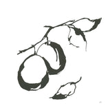 Plums I BW by Chris Paschke. SKU 64221a. Archival Giclee Fine art print for wall decor.