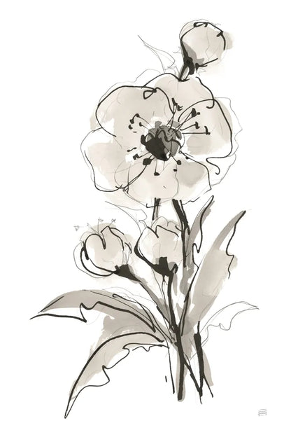 Poppy II by Chris Paschke. SKU 74369h. Archival Giclee Fine art print for wall decor.