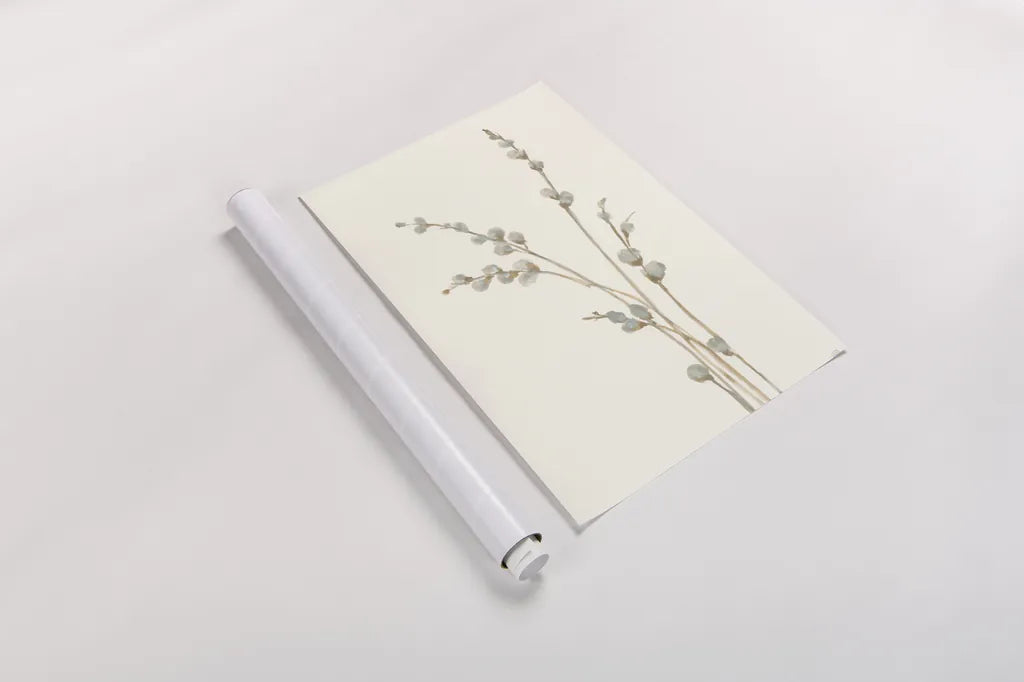 Pussy Willows I by Chris Paschke. shown as a rolled paper print. Available as archival giclee rolled canvas, fine art paper, or poster print. SKU 55079h.