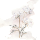 Queen Annes Lace I by Chris Paschke. SKU 73081a. Archival Giclee Fine art print for wall decor.