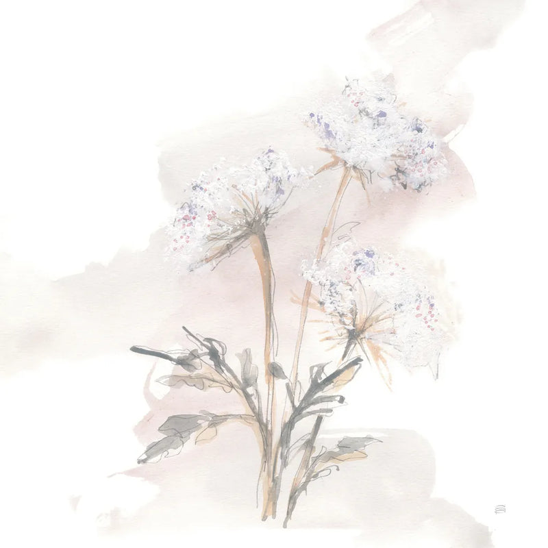 Queen Annes Lace I by Chris Paschke. SKU 73081a. Archival Giclee Fine art print for wall decor.