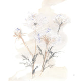 Queen Annes Lace II by Chris Paschke. SKU 73082a. Archival Giclee Fine art print for wall decor.