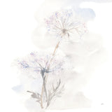 Queen Annes Lace III by Chris Paschke. SKU 73083a. Archival Giclee Fine art print for wall decor.