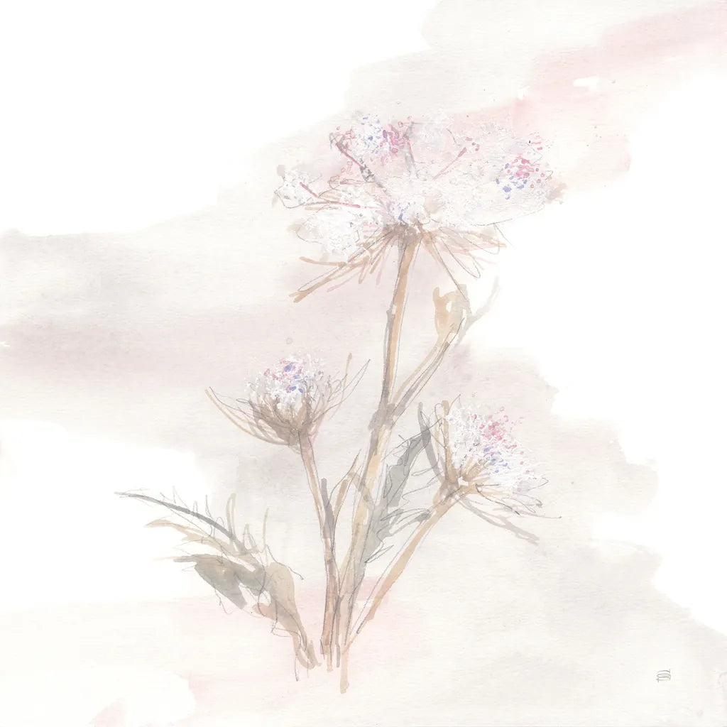 Queen Annes Lace IV by Chris Paschke. SKU 73084a. Archival Giclee Fine art print for wall decor.