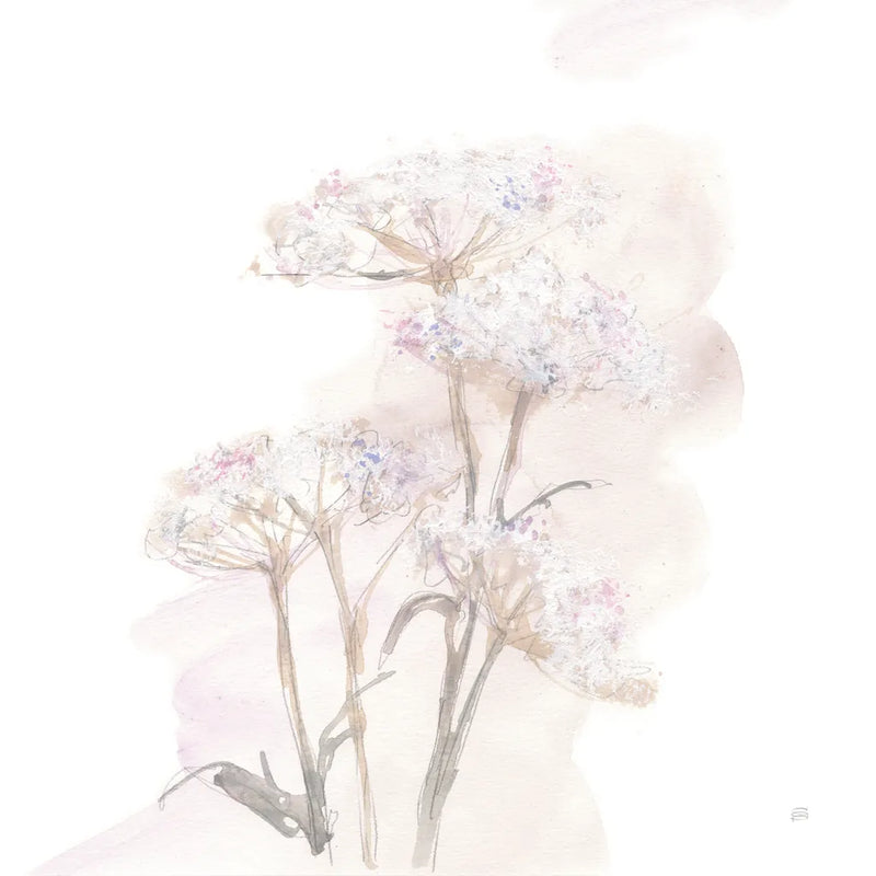 Queen Annes Lace V by Chris Paschke. SKU 73085a. Archival Giclee Fine art print for wall decor.