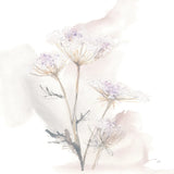 Queen Annes Lace VI by Chris Paschke. SKU 73086a. Archival Giclee Fine art print for wall decor.