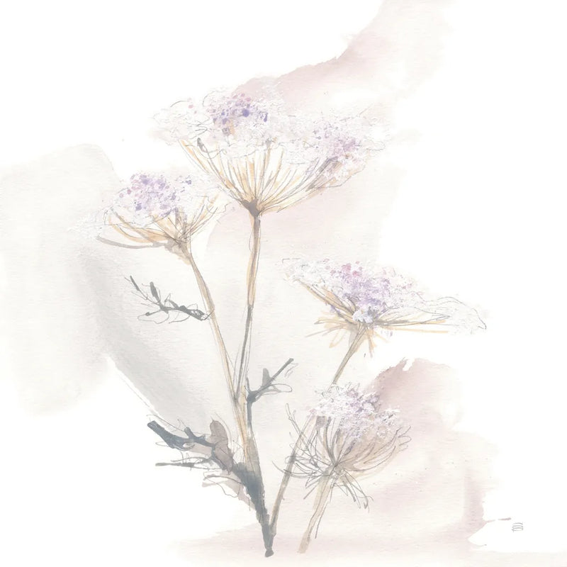 Queen Annes Lace VI by Chris Paschke. SKU 73086a. Archival Giclee Fine art print for wall decor.