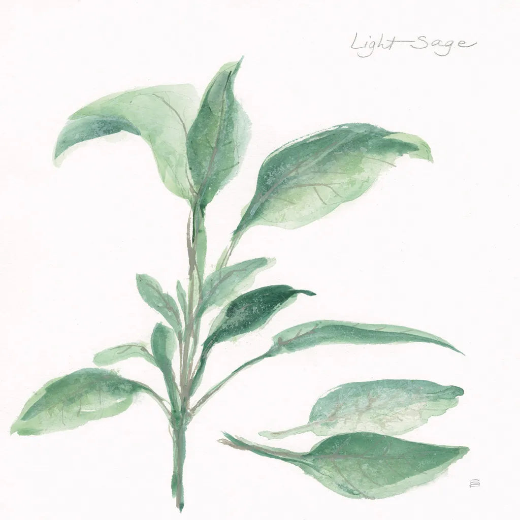 Sage II by Chris Paschke. SKU 27529a. Archival Giclee Fine art print for wall decor.