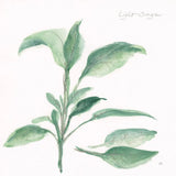 Sage II by Chris Paschke. SKU 27529a. Archival Giclee Fine art print for wall decor.