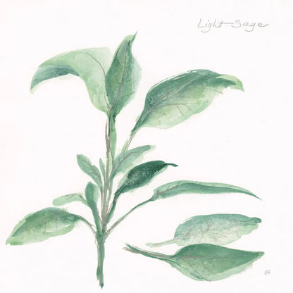 Sage II by Chris Paschke. SKU 27529a. Archival Giclee Fine art print for wall decor.