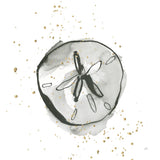 Sand Dollar II by Chris Paschke. SKU 66535a. Archival Giclee Fine art print for wall decor.