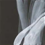 Soft White I by Chris Paschke. SKU 84563a. Archival Giclee Fine art print for wall decor.