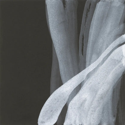 Soft White I by Chris Paschke. SKU 84563a. Archival Giclee Fine art print for wall decor.