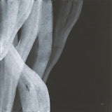 Soft White II by Chris Paschke. SKU 84564a. Archival Giclee Fine art print for wall decor.