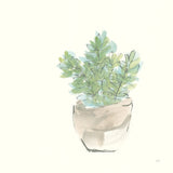 Succulent II by Chris Paschke. SKU 55050a. Archival Giclee Fine art print for wall decor.