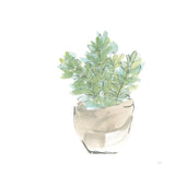 Succulent II White by Chris Paschke. SKU 59794a. Archival Giclee Fine art print for wall decor.