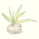 Succulent III by Chris Paschke. SKU 55051a. Archival Giclee Fine art print for wall decor.