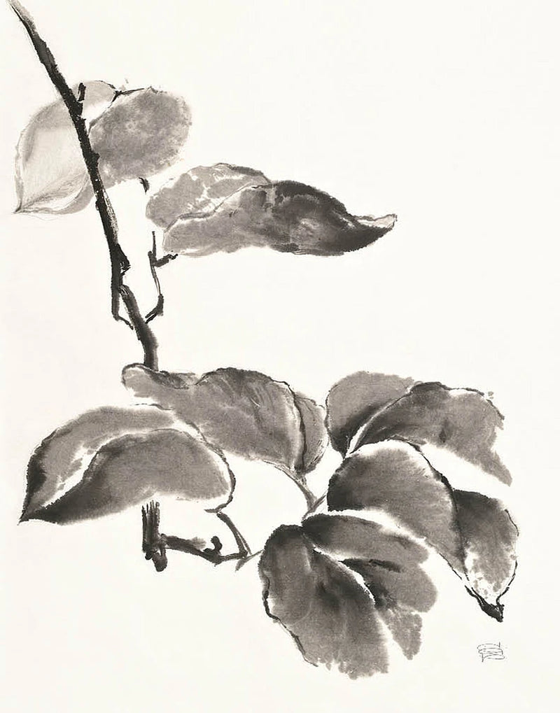 Sumi Kiwi by Chris Paschke