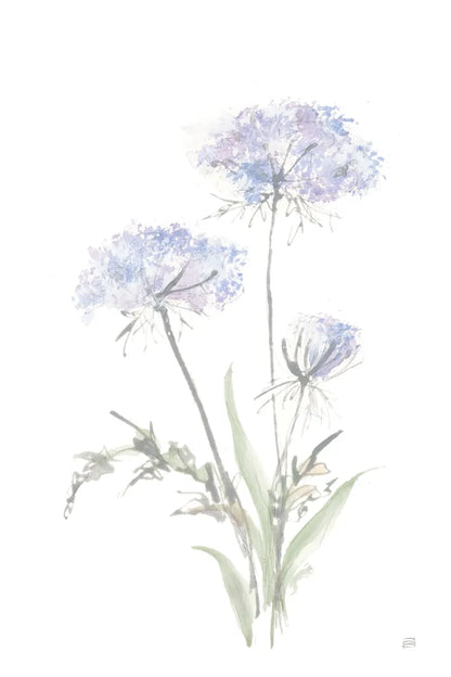 Tall Queen Annes Lace I by Chris Paschke. SKU 73077h. Archival Giclee Fine art print for wall decor.