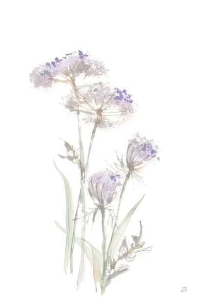 Tall Queen Annes Lace II by Chris Paschke. SKU 73078h. Archival Giclee Fine art print for wall decor.