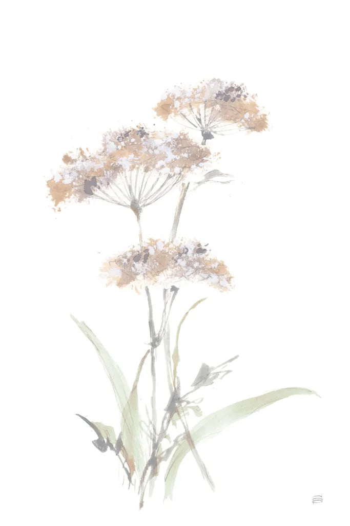 Tall Queen Annes Lace IV by Chris Paschke. SKU 73080h. Archival Giclee Fine art print for wall decor.