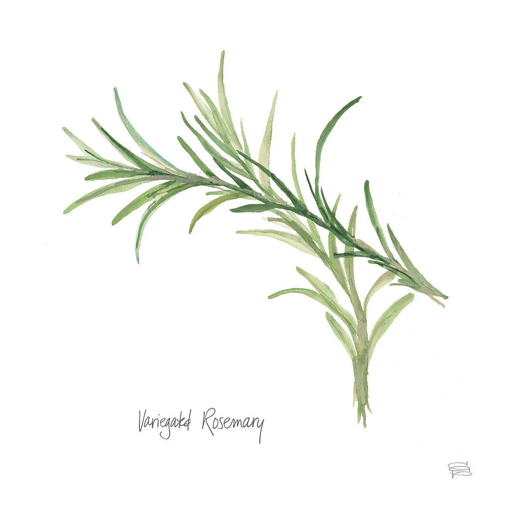 Variegated Rosemary v2 by Chris Paschke. SKU 28468a. Archival Giclee Fine art print for wall decor.