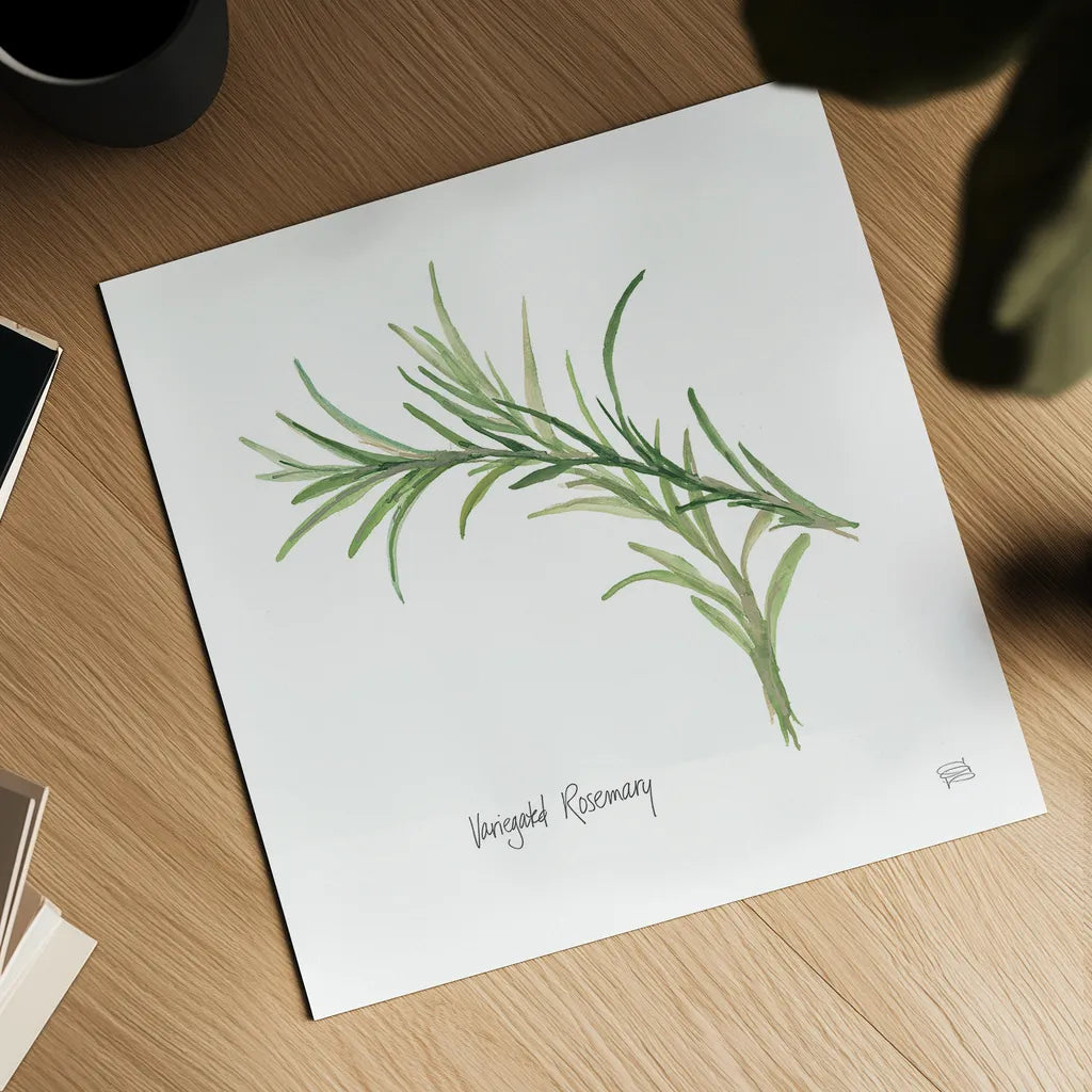 Variegated Rosemary v2 by Chris Paschke. Shown as a detailed flat fine art print, highlighting archival giclee quality. Available as an archival giclee rolled canvas, fine art paper, or poster print. SKU 28468a.