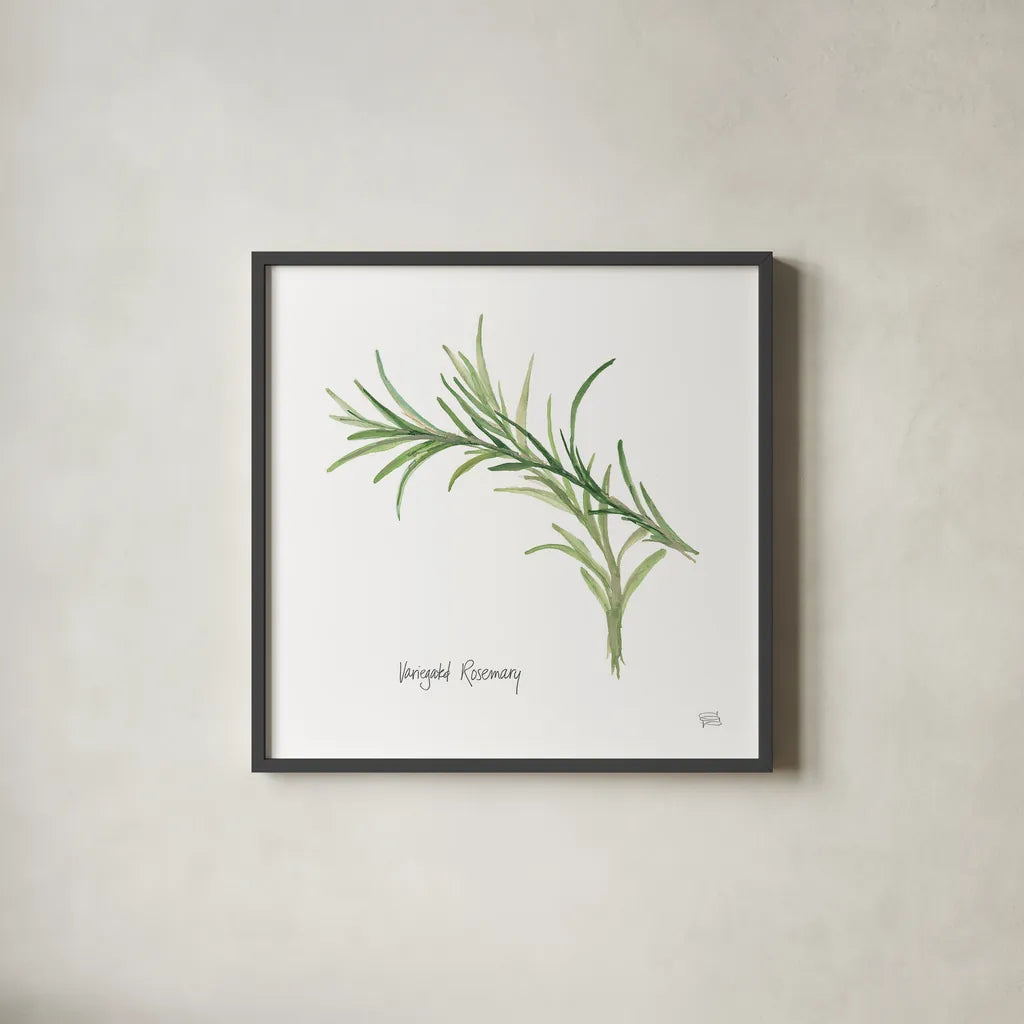 Variegated Rosemary v2 by Chris Paschke. Shown in a sleek black glass frame for a contemporary gallery look. Available as an archival giclee rolled canvas, fine art paper, or poster print. SKU 28468a.