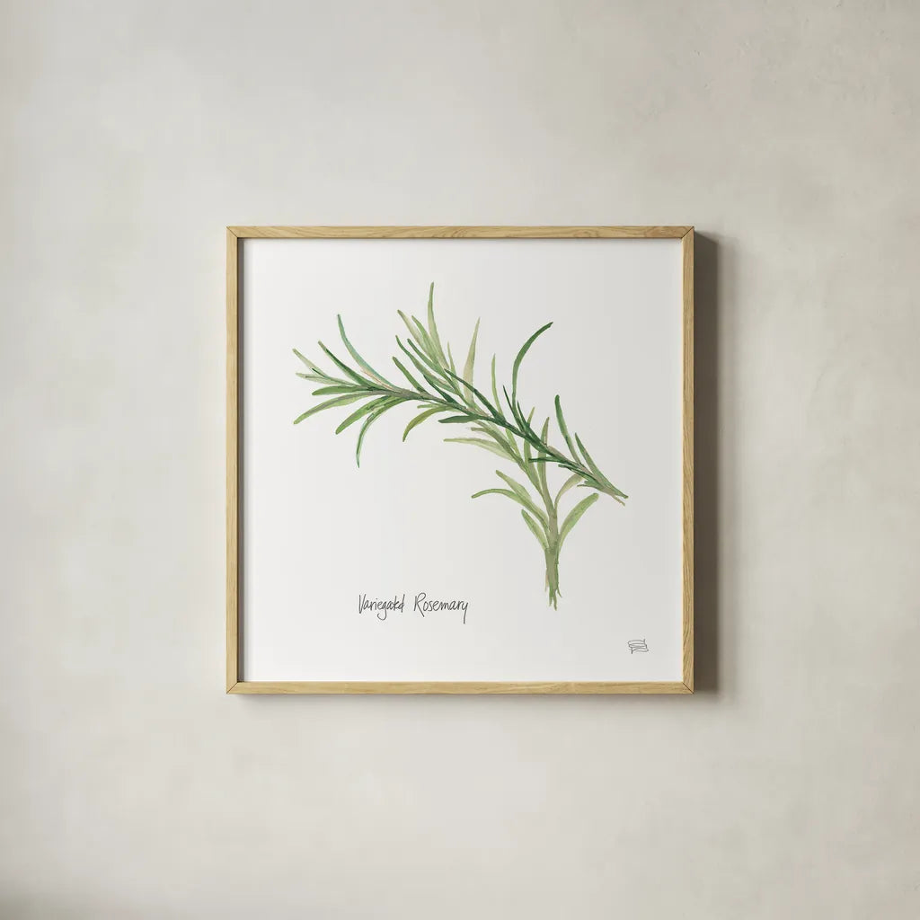 Variegated Rosemary v2 by Chris Paschke. Shown in a natural wood glass frame for a timeless modern aesthetic. Available as an archival giclee rolled canvas, fine art paper, or poster print. SKU 28468a.
