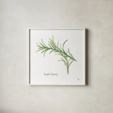 Variegated Rosemary v2 by Chris Paschke. Shown in a crisp white glass frame for a clean and minimalist style. Available as an archival giclee rolled canvas, fine art paper, or poster print. SKU 28468a.