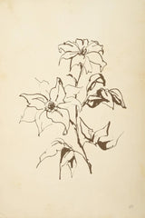 Vintage Line Clematis by Chris Paschke. SKU 78815h. Archival Giclee Fine art print for wall decor.