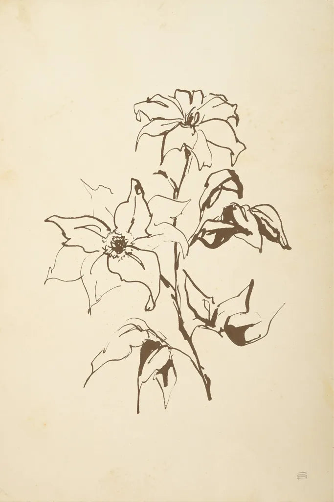Vintage Line Clematis by Chris Paschke. SKU 78815h. Archival Giclee Fine art print for wall decor.
