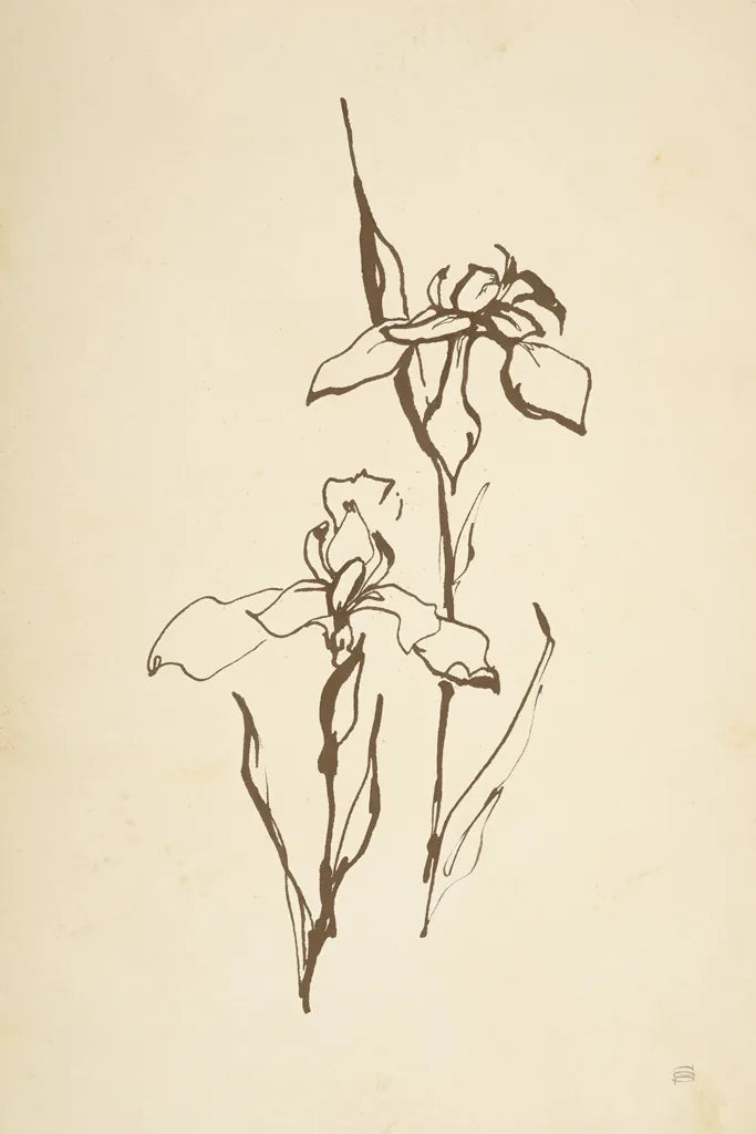 Vintage Line Iris II by Chris Paschke. SKU 78814h. Archival Giclee Fine art print for wall decor.