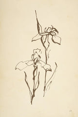 Vintage Line Iris II by Chris Paschke. SKU 78814h. Archival Giclee Fine art print for wall decor.