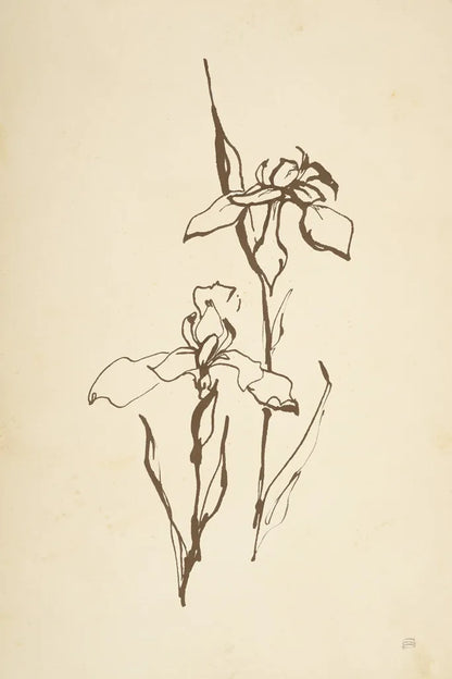 Vintage Line Iris II by Chris Paschke. SKU 78814h. Archival Giclee Fine art print for wall decor.