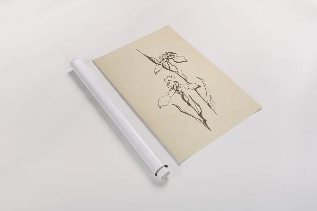 Vintage Line Iris II by Chris Paschke. shown as a rolled paper print. Available as archival giclee rolled canvas, fine art paper, or poster print. SKU 78814h.