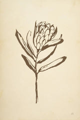 Vintage Line Protea I by Chris Paschke. SKU 78812h. Archival Giclee Fine art print for wall decor.