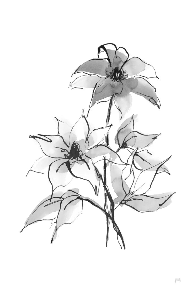 Wash Clematis by Chris Paschke. SKU 65451h. Archival Giclee Fine art print for wall decor.