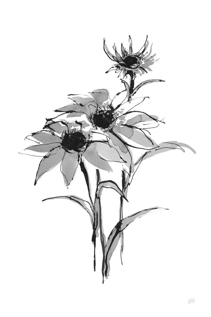 Wash Echinacea I by Chris Paschke. SKU 65446h. Archival Giclee Fine art print for wall decor.