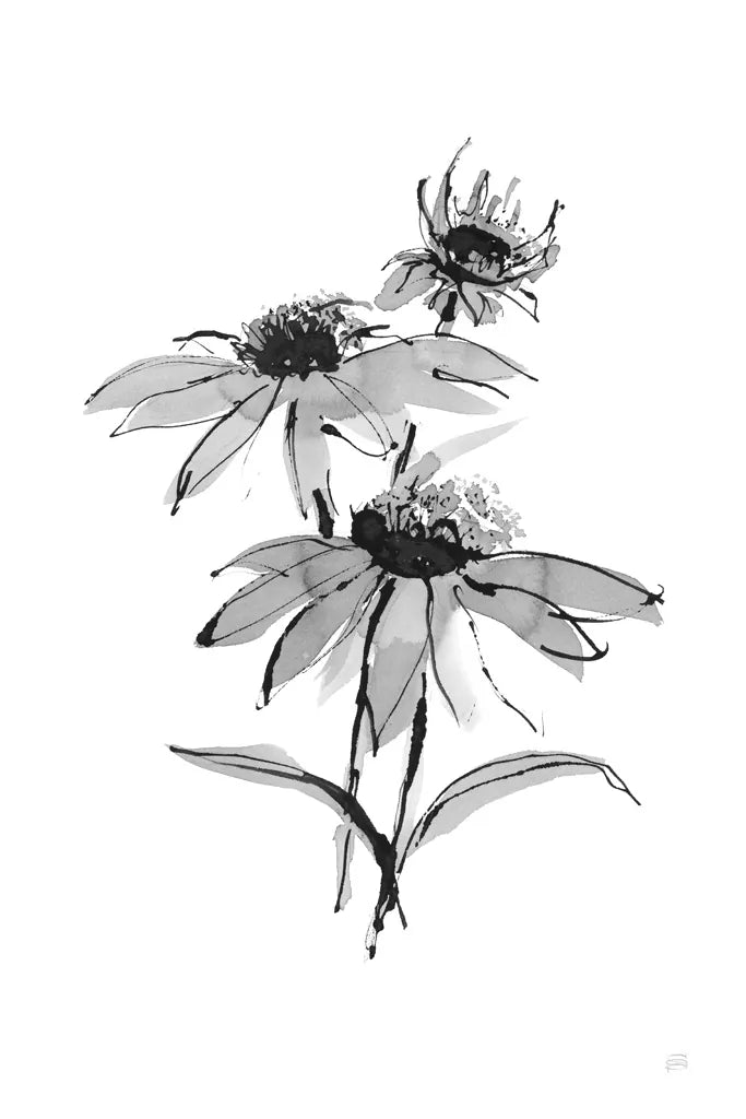 Wash Echinacea II by Chris Paschke. SKU 65447h. Archival Giclee Fine art print for wall decor.
