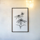 Wash Echinacea II by Chris Paschke. shown as a paper print in a black flame. Available as a archival giclee rolled canvas, fine art paper, or poster print. SKU 65447h.